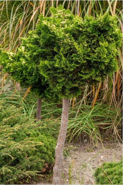 Кипарисовик Нана Грацилис штамбовая форма